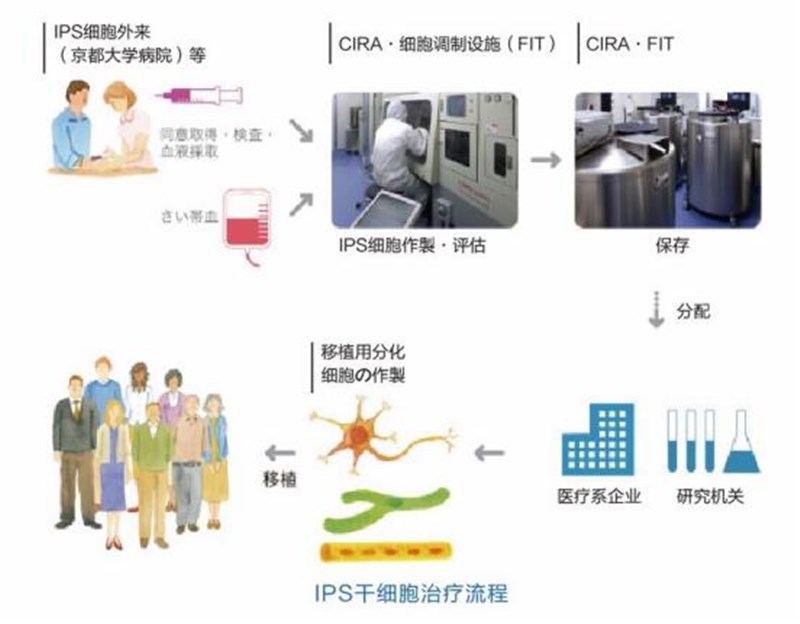 IPS干细胞移植-2018中国国际福祉博览会暨中国国际康复博览会